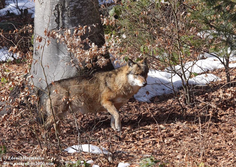 Vlk obecný eurasijský, Canis lupus lupus (Savci, Mammalia)